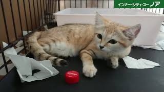 Taming Sand Cats #2