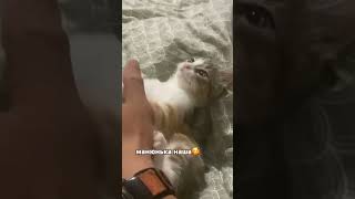 Обожнюю її) #vlog #cat #українськийблогер #kitten #киця #котик