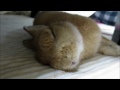 寝落ちしてのけぞる、うさぎ(だいだい) 358日目