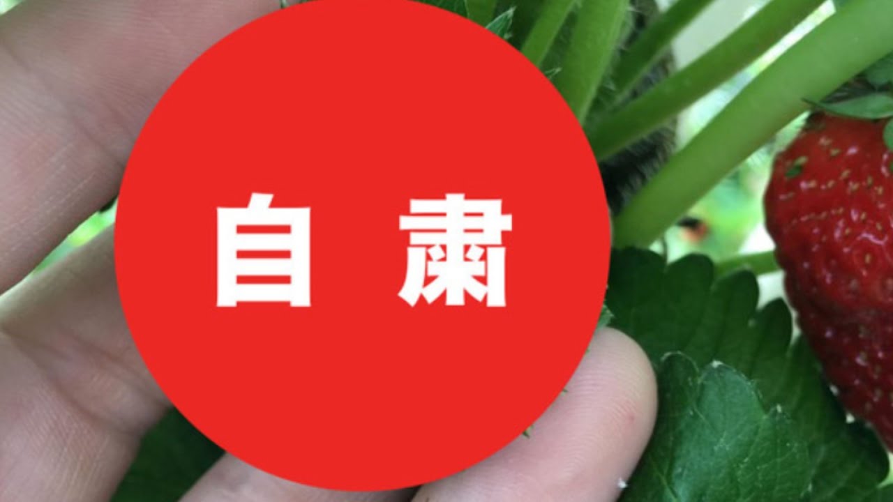 イチゴ怖すぎ 発芽 すると衝撃的な姿に Youtube