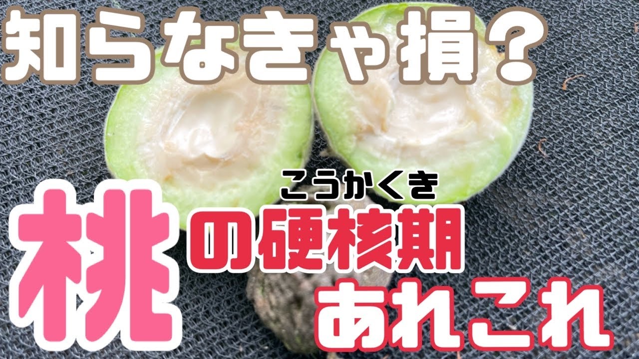 109 What is the hard-shell stage of peaches? It's good to know