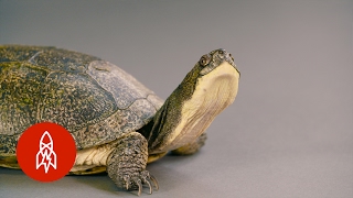 The Blanding’s Turtle Keeps a Low Profile to Survive