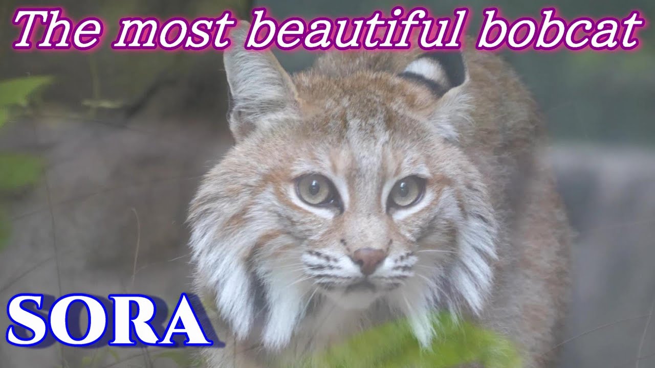 ポラ猫 Steam：ネコぱら- Catboys Paradise