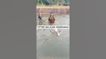 BELAJAR BERENANG #shorts #viralvideo #maxotter #babyotter #otter #berangberang #animals #funny #fyp