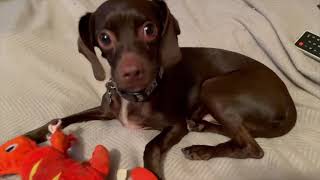 Guinness The Dog Ozzy Osbourne Parody