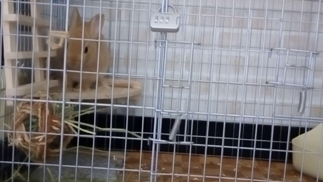 うさぎ ケージ の 中 で 走り回る