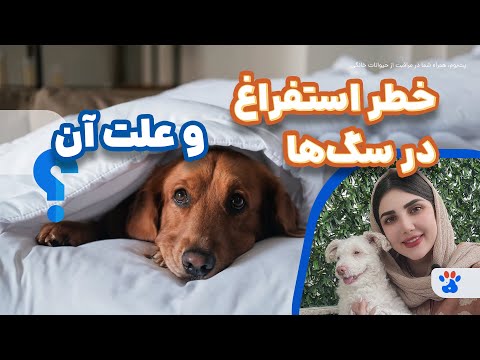 چرا سگ شما استفراغ می کند استفراغ سگ ممکن است خطر بزرگی باشد 