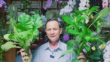 Cây Cải Trời Cứu Sống Hàng Triệu Người Việt Và 8 Công Dụng Bất Ngờ