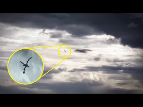 5 Unidentified Flying Creatures Caught On Camera & Spotted In Real Life!