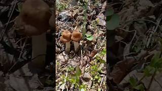 Big patch of Verpa Conica #mushroom #morelmushrooms