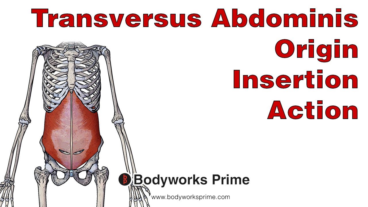 Transversus Abdominis Muscle Anatomy - Bodyworks Prime