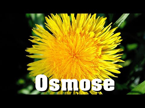 Video: Warum ist Osmose in Pflanzenzellen wichtig?