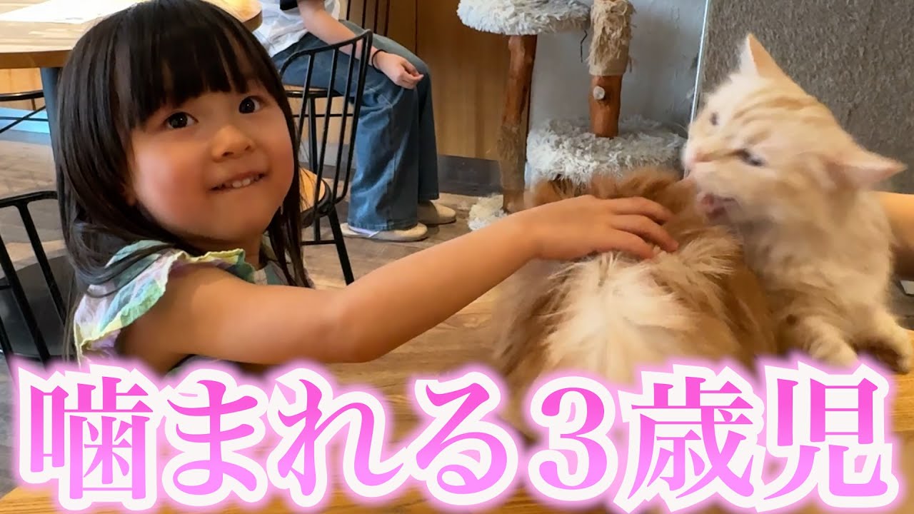 猫ちゃんと仲良くなりたいけど、反撃されて噛まれる３歳娘