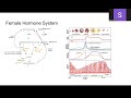 Chapter 10: Brain Facts - Female Hormone System thumbnail