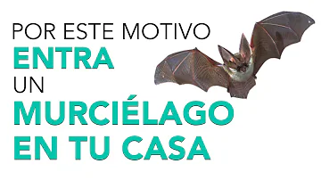 ¿Puede enfermar un murciélago en su casa?