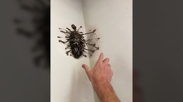 why did i squeeze this BUG..