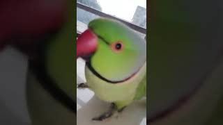 Real Sound of Parrot #parrot #real #sound #viral