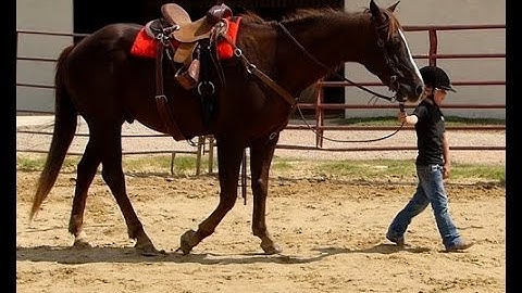 Zanees Lil Highbrow    ***For info, price, etc., go to our website*** Valley View Ranch