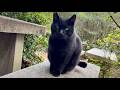 ベンチに誘ってくれた黒猫を抱っこしたら凄い穏やかでかわいい