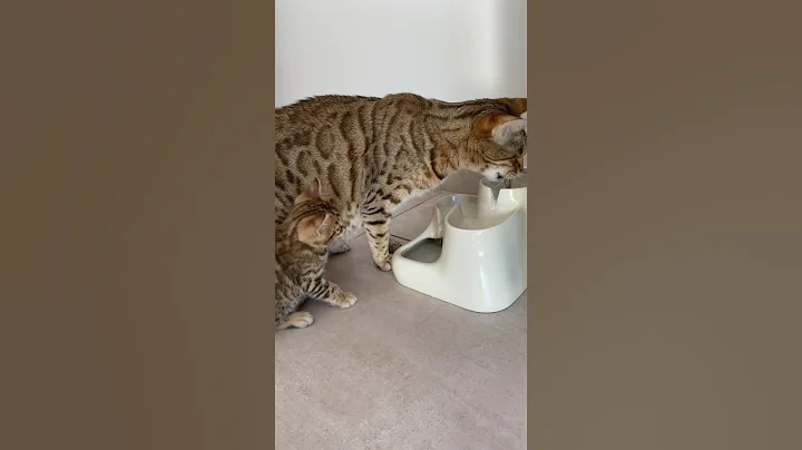 Video 5537711: bengal cat chaton kitten, bengal cat cute kittens, bengal cat mother