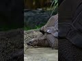 This Tortoise’s Pool Day Will Melt Your Heart ❤️
