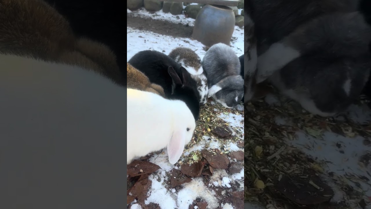Fluffy Bunny Finds a Tasty Treat 🐰