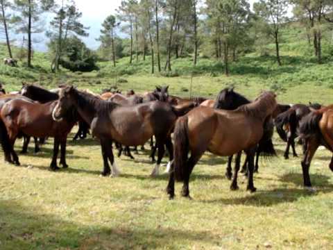 Sabucedo Rapa das Besta y Garaones