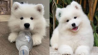 Cute & Funny Samoyeds Video Compilation 4K #8