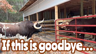 Longhorn Bull Is Sent Off In Style- New Longhorn Ladies Arrive!