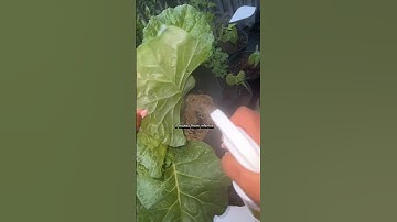 Tired with bugs?? Might want to try Neemoil & Peppermint Plantwash.  Credits:Tiktok_yesicancan