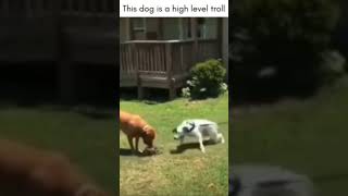 This smart & funny dog is a top level troll!  To funny
