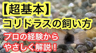 コリドラス Youtube