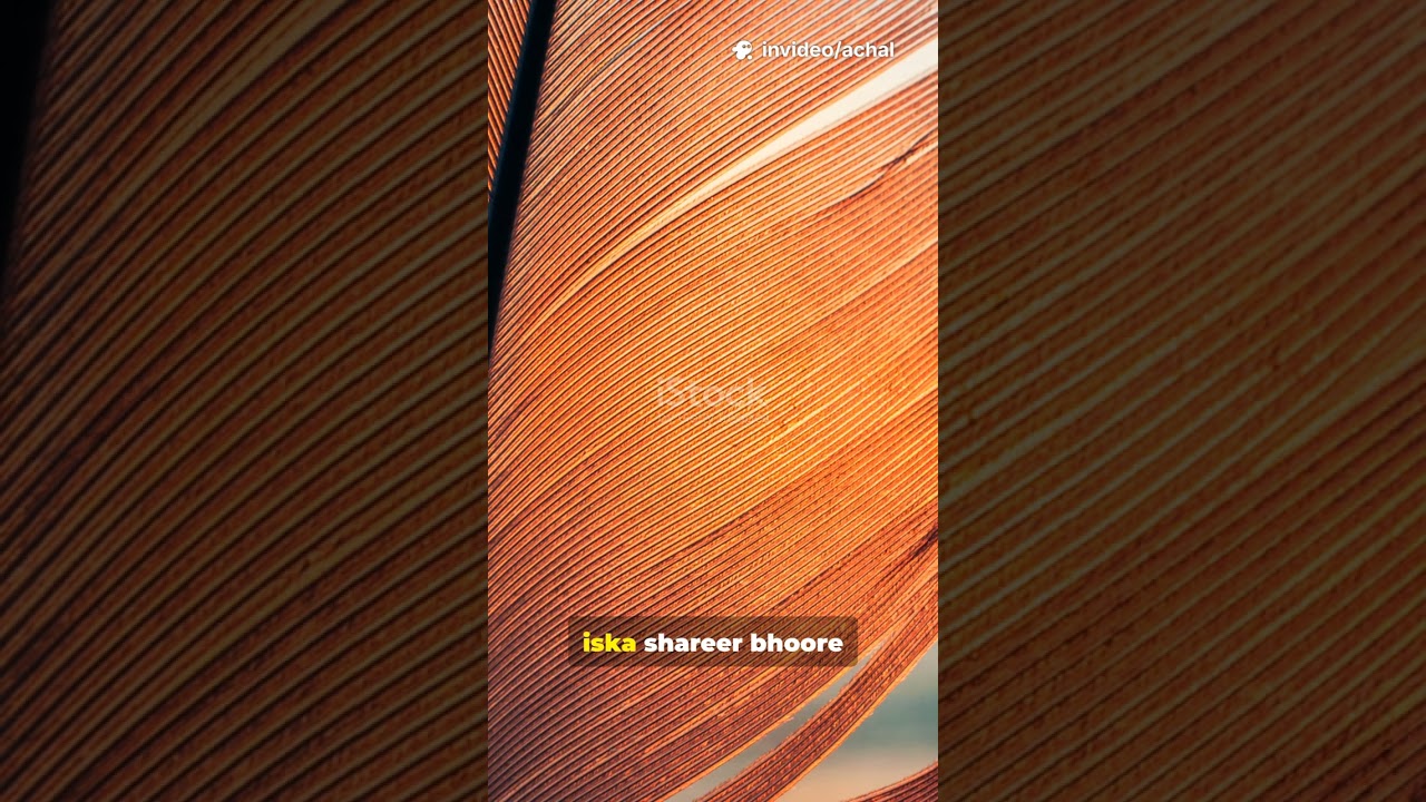 #AmazonianBarredWoodcreeper