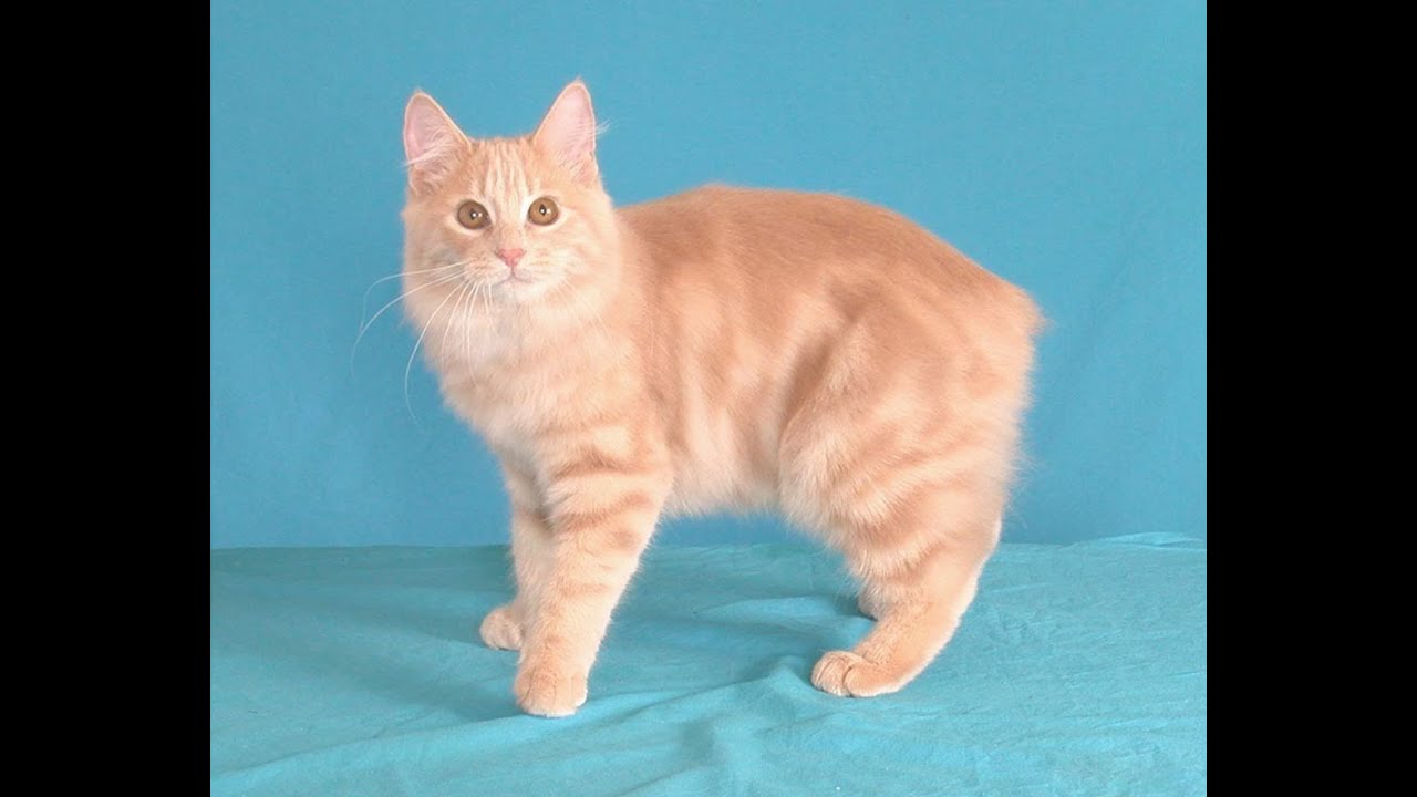 Кошки Мэнкс - Manx cat