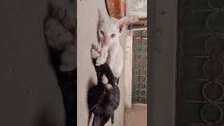 rotate your phone to see the amazing pet moments 🖤🤍🩶😺 - Paws & Positivity 🐾 #cat #kitten #cute