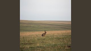 Вышел заяц на крыльцо