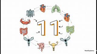 Inside Systemic Anatomy (Systemic Anatomy)