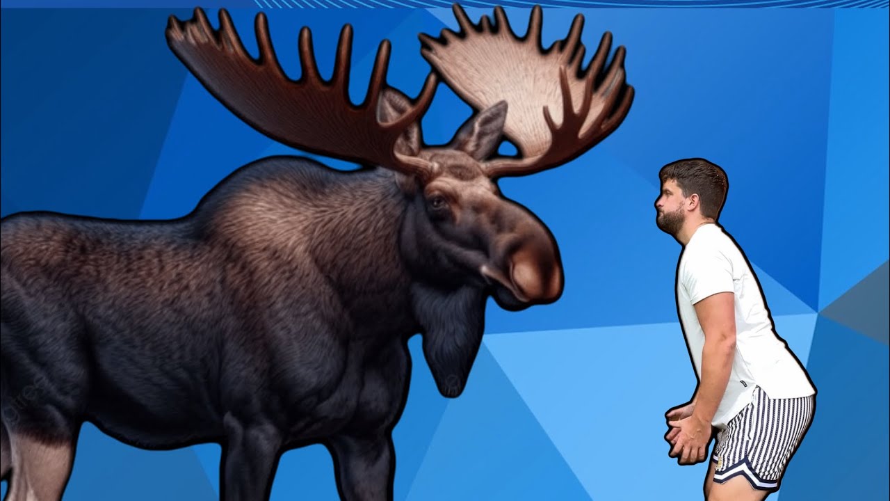 How to survive a moose attack