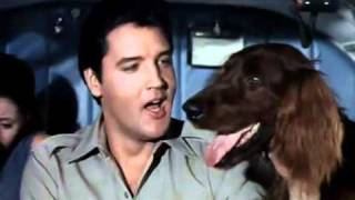 Video thumbnail of "Elvis Presley -  A Dog's Life"