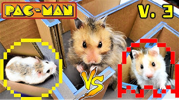 LABERINTO DE PACMAN PARA HAMSTERS | PACMAN JUEGO CLASICO | PAC MAN LABERINTO