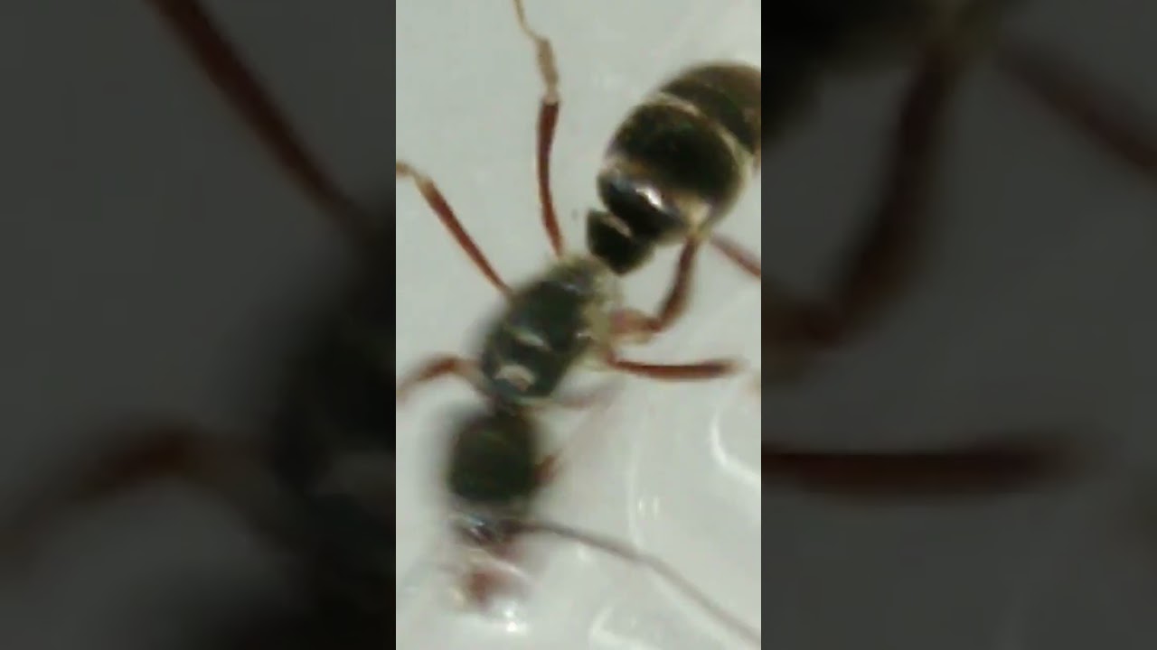 minha rainha que pode ser uma euponera.