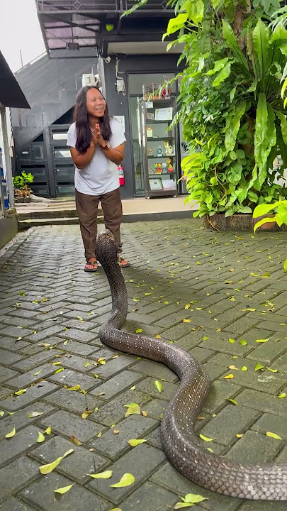 BECAUSE I'M AFRAID OF BEING EATEN BY DEDE INOEN!!