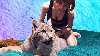 КАК БЫТЬ С КОТОМ И СОБАКОЙ, КОГДА РЫСИ ВЫРАСТУТ? КАК БЫТЬ С КОТОМ И СОБАКОЙ, КОГДА РЫСИ ВЫРАСТУТ?
