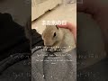 ずっとちいさいままでいてほしい.... #リチャードソンジリス #癒し #ハムスター #いきちゃん #ぺぎちゃん