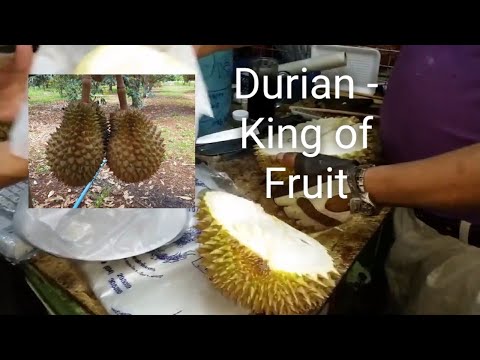 Durian - Thailand's Golden Fruit of Kings