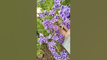 Bán cây chuối ngọc tím thái siêu đẹp.0964-634-369