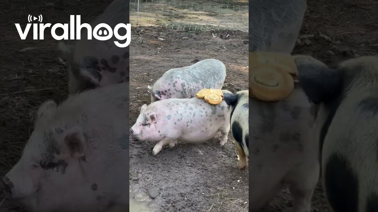 Glazed Buns Stick To Pig Rump || ViralHog