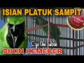 Cucak Ijo Gacor Full Isian Tembakan Pelatuk Sampit Mantap Bikin Kemecer Om Sulton Pati Mp3 - Mp4 Download