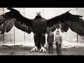 The biggest and most powerful eagle in the world