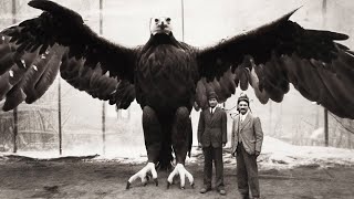 The Biggest and Most Powerful Eagle in The World